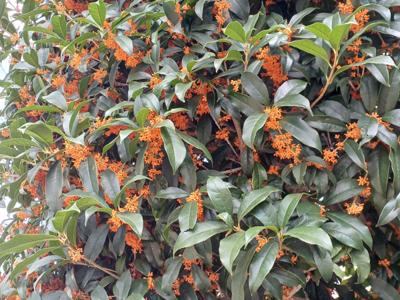 こんにちは♪　「金木犀」が薫っています、良いですね～。　ふくよかに薫る花の香り、今日も一日、お元気で！