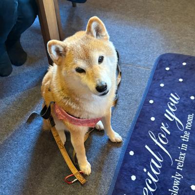 10月は行事が盛り沢山でじっくり本が読めませんでしたが、楽しい月でした🎵読書の秋🍂今月もどうぞよろしくお願い致します🙇‍♀️写真はわんこカフェのログハウスで寛ぐ真央ちゃんです🐕
2025年10月の読書メーター 読んだ本の数：12冊 読んだページ数：4912ページ ナイス数：607ナイス  ★先月に読んだ本一覧はこちら→ https://bookmeter.com/users/941546/summary/monthly/2025/10
