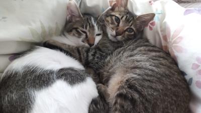 少し身体も大きくお兄の心くんを、笑くんはいつも見つめてギュッとしてる😻久しぶりの連休＆明日は久しぶりの遅番だからもう少しのんびりして眠ります😪おやすみなさい、皆さま、良い夢を…🌠💤