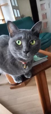 猫の爪切りをしていた友人が、切った爪が目に飛び込んできたと。黒目は大丈夫だったけれど、白目に傷がついていたのだそう。こんなアクシデントもあるのだ。猫飼いの皆様、気をつけましょう。うちのオシッコかけグリ！