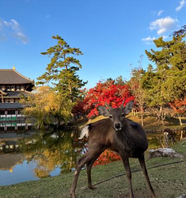 おはようございます☀ 昨日観光客の撮影大会に紛れての一枚、ほんと久々に土日連続行楽日和です。始発でやって来る友を迎えに行ってきまーす
