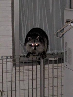 息子が叫ぶから駆けつけてみたら、庭にアライグマがいました。私たち人を全く恐れず悠々とフェンスの上を歩いて去っていきました。メロンを食べた犯人はどうやらこの子だったようです。でもアライグマって、ペットが逃げたしたのでしょうか？今回はイチゴの葉っぱを食べていました。　困ったものです。