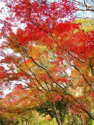 綺麗な紅葉を浴びてきました🍁
最近、萌ツボを刺激する📖´-に
出逢えていないので
次読む📖´-こそ✨萌えられますように

