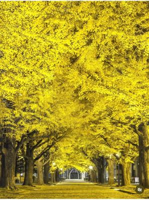 東京大学、本郷キャンパス。見事ですよねー