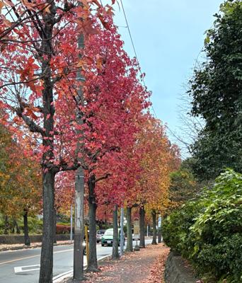 仕事9連終了！ホッとしたぜ！って事で読書に集中出来れば良いなぁって思います！紅葉ってこんなので良いんかい？笑　まあこんなのでしょう。これだけで場所がわかったら凄いよね。ネット人間は直ぐ特定するらしい。少し怖いね...