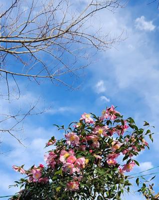 晩秋の蒼穹に山茶花の花が。来春まで次々と咲いては散る。雨が降っても雪が降っても。