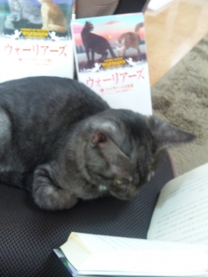 猫と読書 ウォーリアーズ ファイアポー 野生にかえる を読みます