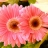 gerBera．m