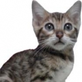ふるちよ