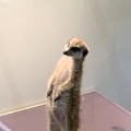 どんぐり
