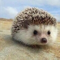 もぐたん