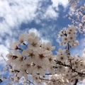 きょうこ