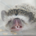 くろうさぎ