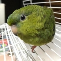 おはぎ