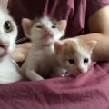 本の猫