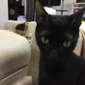 獅子谷_shishiya