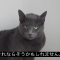 もにーく