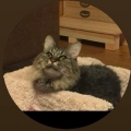 大粒まろん