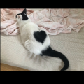 きよさん