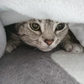 シルバー