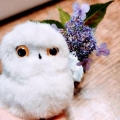 mofffu owl