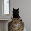 ちょんす