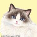 miya