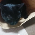 ころすけ