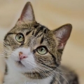 日本の猫いいね
