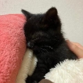 くろねこ
