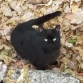 いざわ