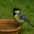 鳥の来る庭