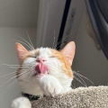 ヨッ