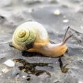 BookSnail