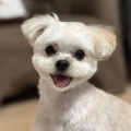 犬千代