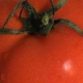 トマト