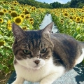 みかん🍊