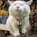 パム