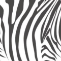 Greatzebra