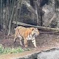 Greatzebra