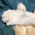 ひな