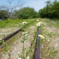 katsubek