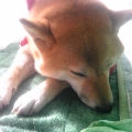 ひつじ