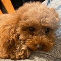 Shoko