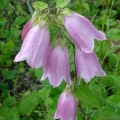 Campanula_11