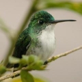 hummingbird