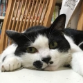 ふみ