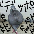 新戸鳩子