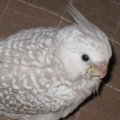 モコ