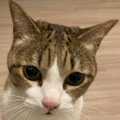 ssコスモ